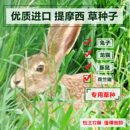 提摩西草种子 猫尾草 提摩西种子多年生高产牧草梯牧草种子