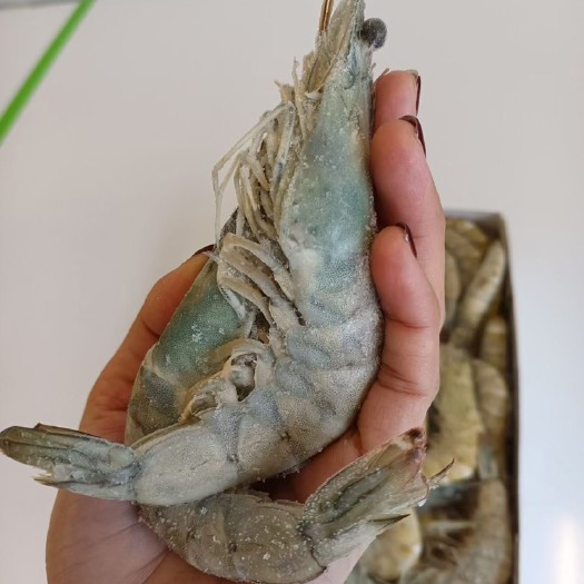 30/40盐冻白对虾/虾