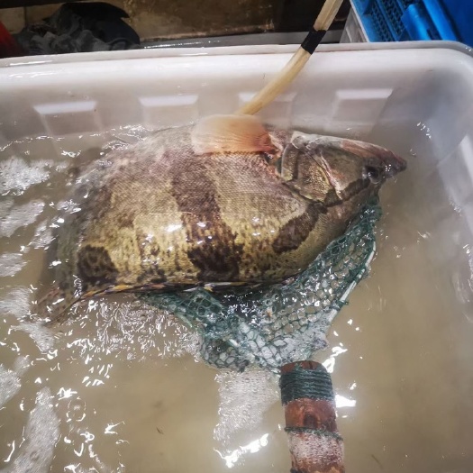 淮安桂鱼 鳜鱼