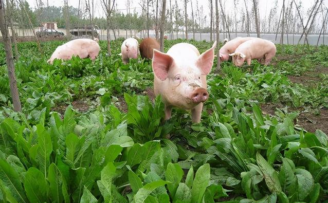 鲁梅克斯种子 俄罗斯饲料菜多年生四季牧草高产量高蛋白营养丰富