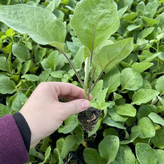 惠州茄子苗，烧烤茄，中茄
