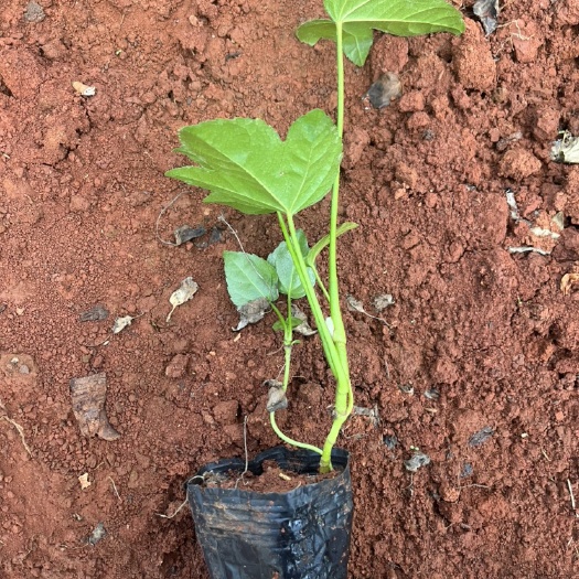 昆明 工程用绿化苗木八角金盘小杯苗现货多