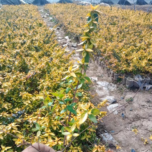 昆明 大花六道木