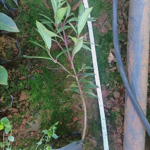 昆明 巴西牡丹