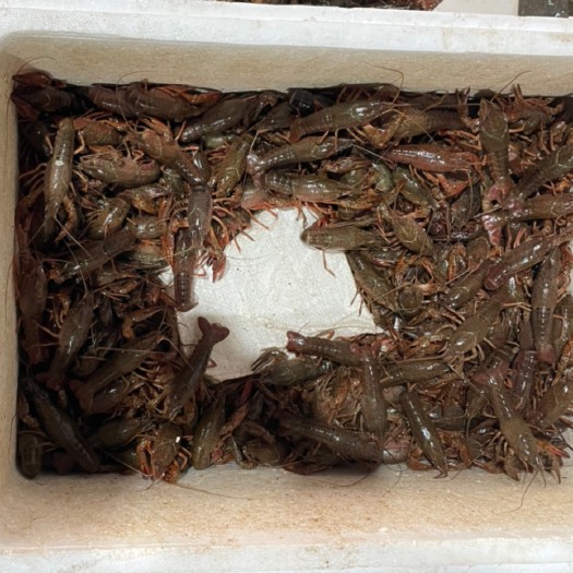 泗阳县小龙虾
