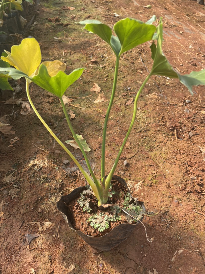宜良县 海芋 16袋 高度30-40 质量好