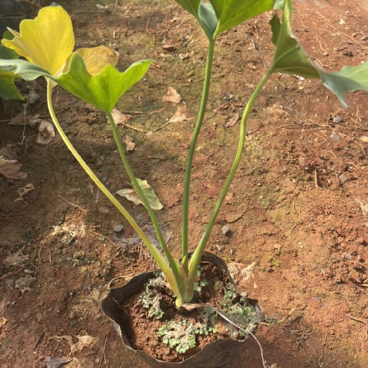 宜良县 海芋 16袋 高度30-40 质量好