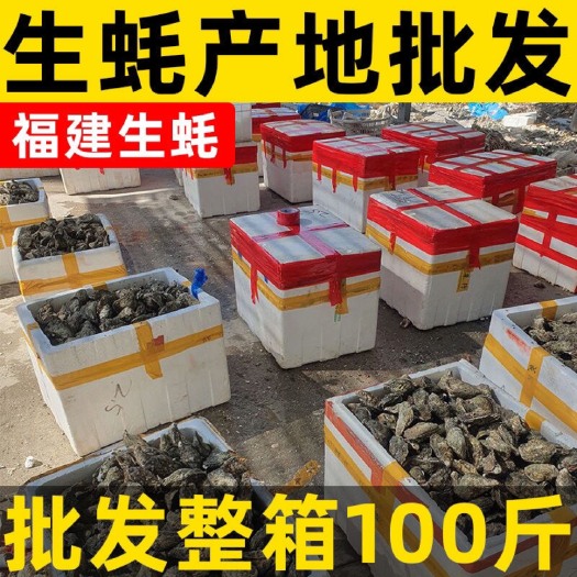 诏安县净化蚝 福建蚝鲜活生蚝批发三倍体牡蛎烧烤蚝地摊蚝