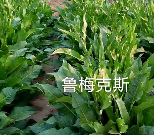 鲁梅克斯种子 俄罗斯饲料菜多年生四季牧草高产量高蛋白营养丰富