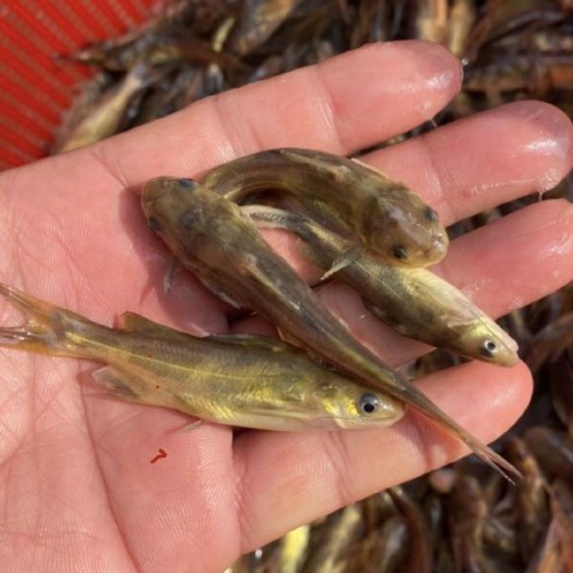 沭阳县 黄骨鱼苗，黄颡鱼苗，黄辣丁鱼苗