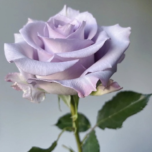 昆明【紫色玫瑰苗】海洋之歌紫霞仙子鲜切花专用玫瑰花苗 包对版