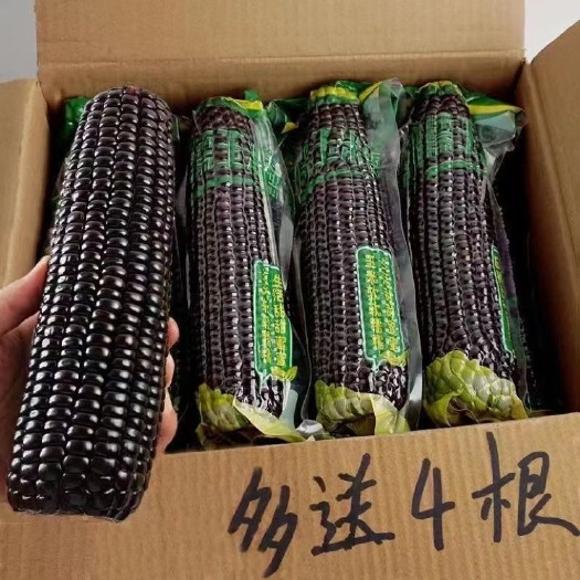 【真空鲜玉米】甜糯黑玉米10支真空包装新鲜采摘甜糯黏粗粮玉米