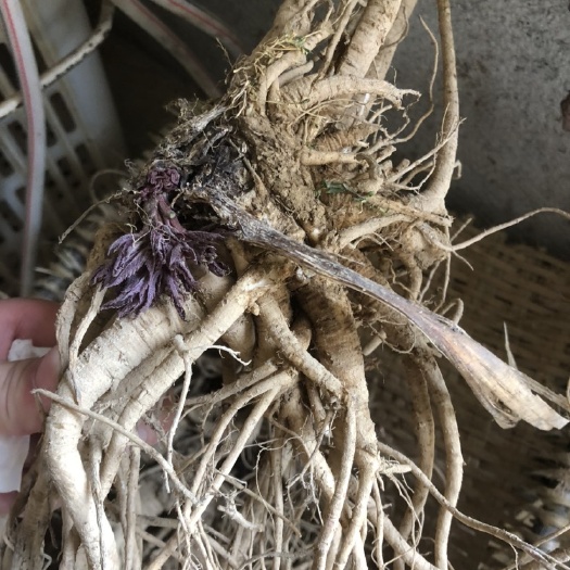 独活  华中药库，富硒高海拔地区露天育苗基地直供，含量高，产量高