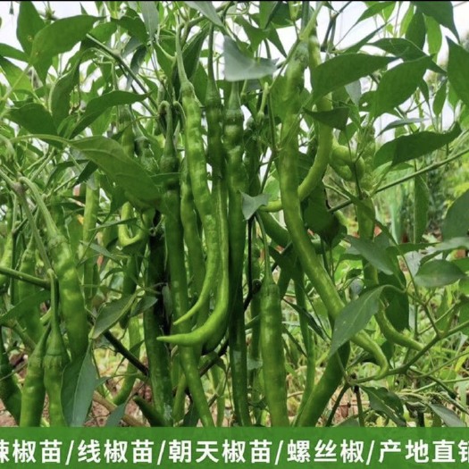 祁东县辣椒苗