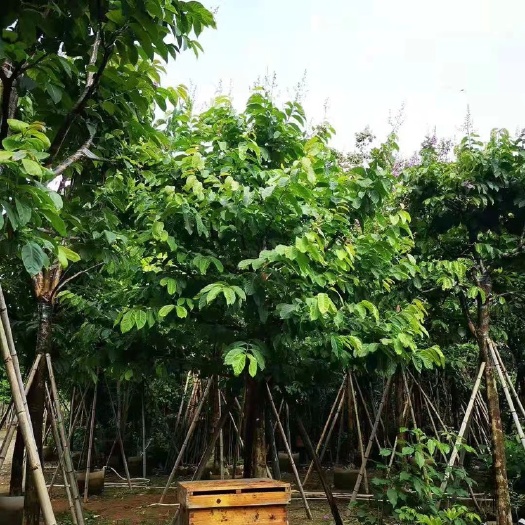 普宁市 大叶紫薇