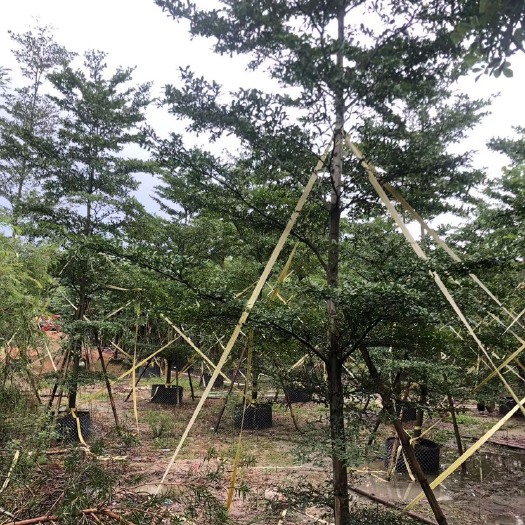普宁市小叶榄仁 小叶揽仁