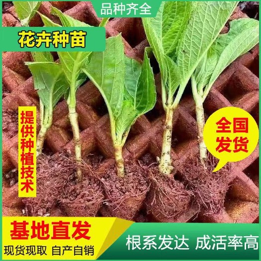 昆明云南基地直供无尽夏绣球小苗 八仙花绣球花苗 裸根小苗四季开花