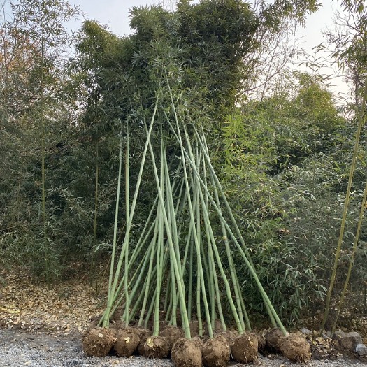 早园竹 北京基地销售竹子，量大优惠