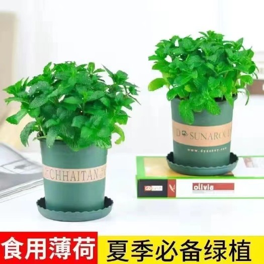 沭阳县薄荷支持全国一件代发
