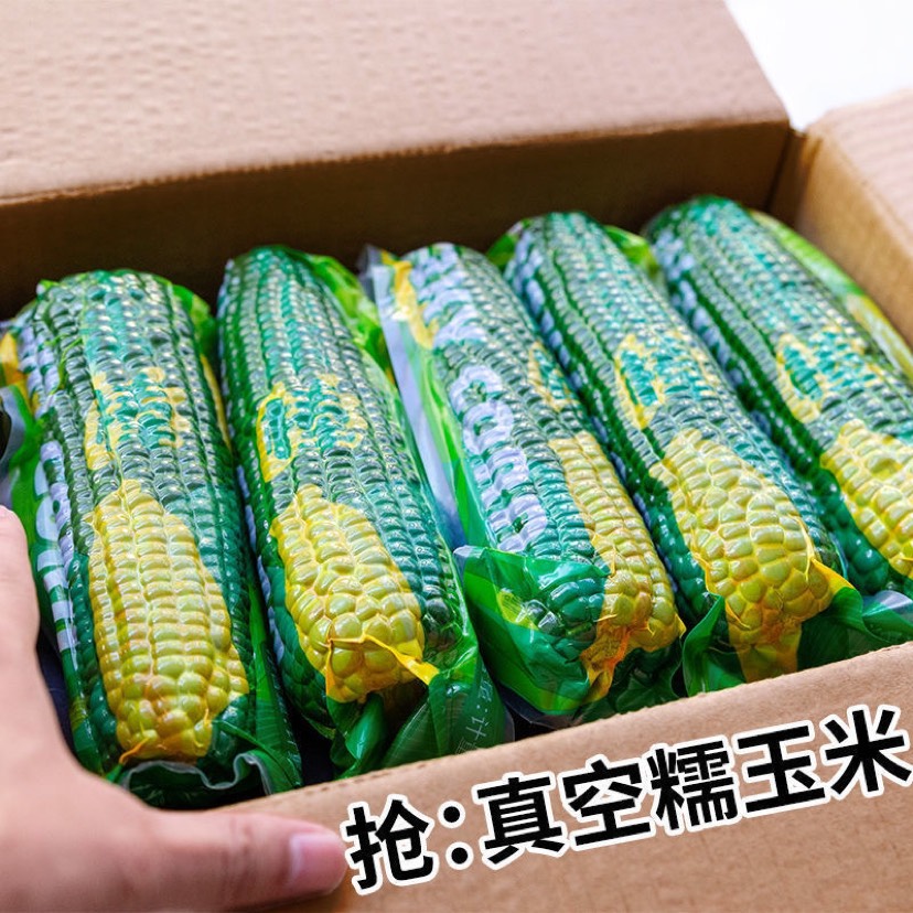 【10棒】东北甜糯玉米批发新鲜黏玉米棒真空即食苞米糯鲜包邮