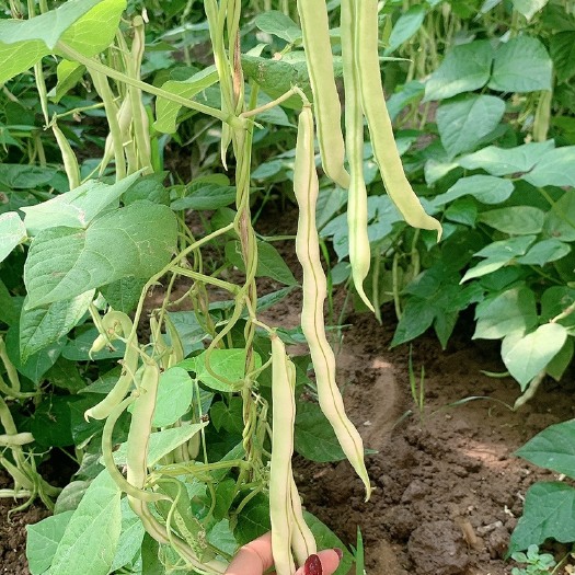 山东优质九粒白芸豆大量供应  现摘现发 支持全国发货