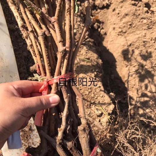 卢龙县阳光玫瑰葡萄苗 阳光玫瑰苗