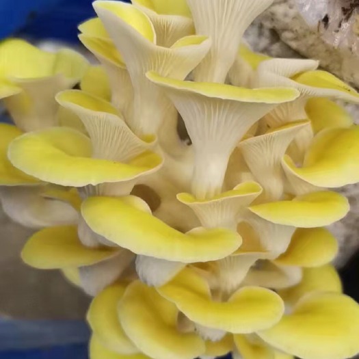 阳山县 鸡油菌
