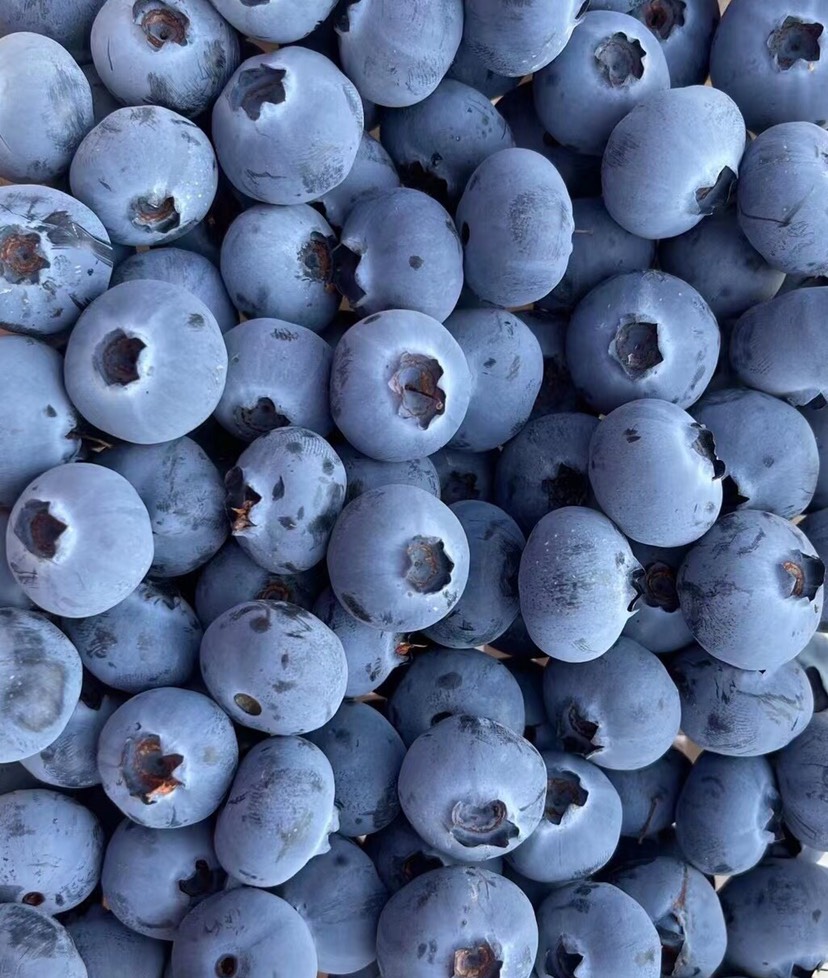 澄江市云南抚仙湖露天精品蓝莓，品质好，货源足，保质保量，全年有货