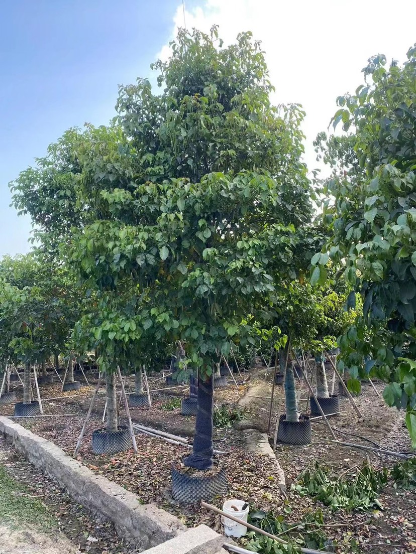  秋枫精品树漳州秋枫种植基地大量现货苗农直销低价批发