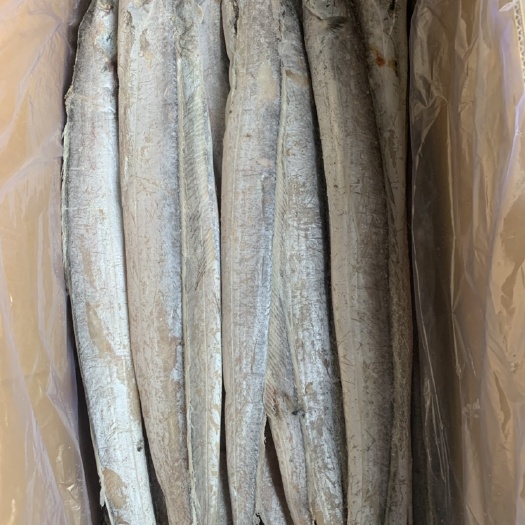 日照4～5两带鱼