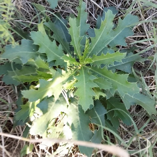 富平县小蓟草 田地新鲜刺儿菜