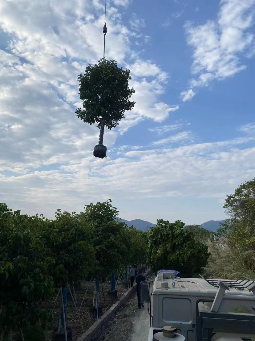  秋枫精品树漳州秋枫种植基地大量现货苗农直销低价批发