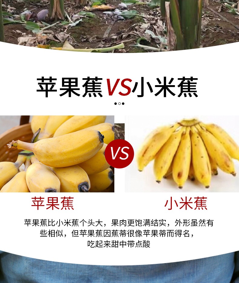 禁止蕉绿-水培香蕉福建苹果蕉 自然熟粉蕉 新鲜采摘 香甜软糯