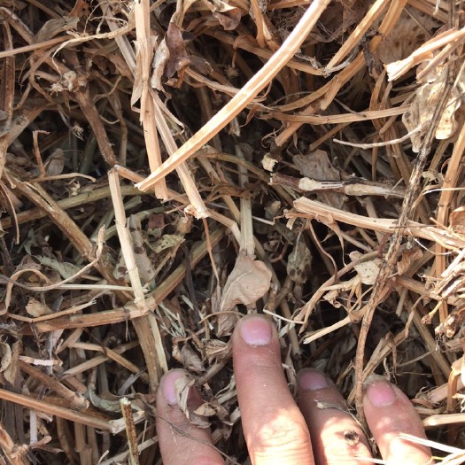 泌阳县稻草 牛 羊 马 兔 