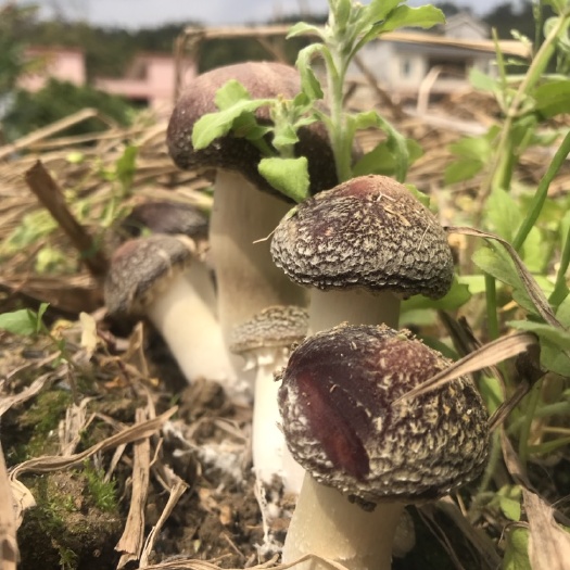 阳山县红松茸