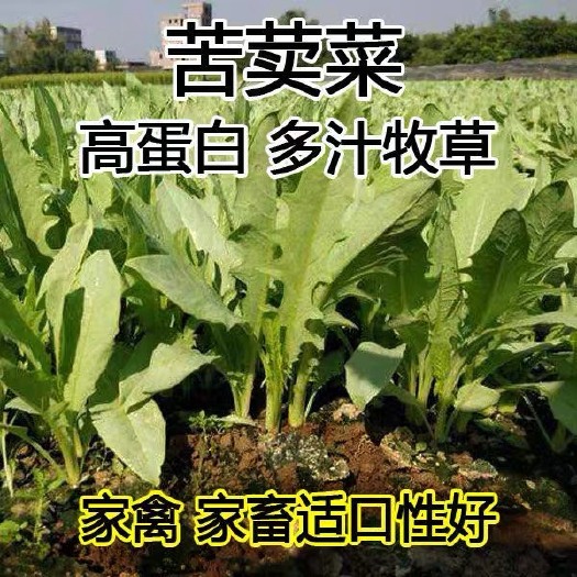 泊头市苦荬菜种子 苦荬菜 种籽四季养殖多年生牧草 鸡鸭猪兔鹅菜