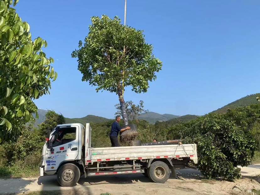  秋枫精品树漳州秋枫种植基地大量现货苗农直销低价批发