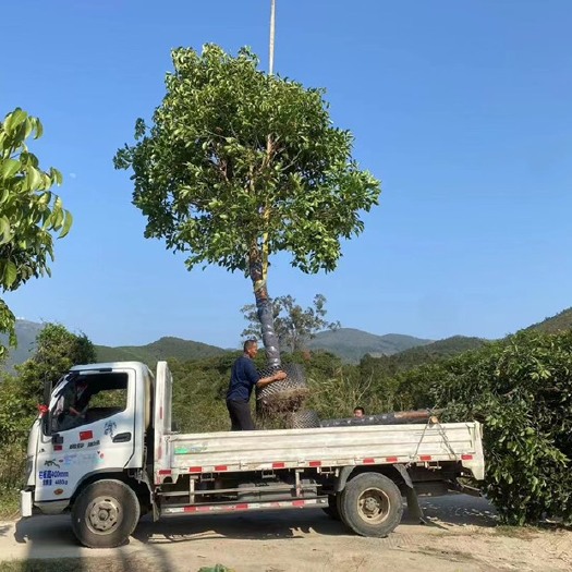 漳州 秋枫精品树漳州秋枫种植基地大量现货苗农直销低价批发