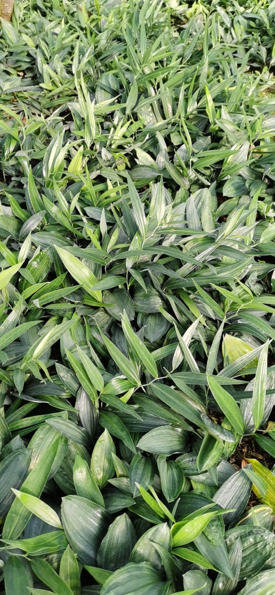 黄精种苗 不倒苗黄精籽育苗