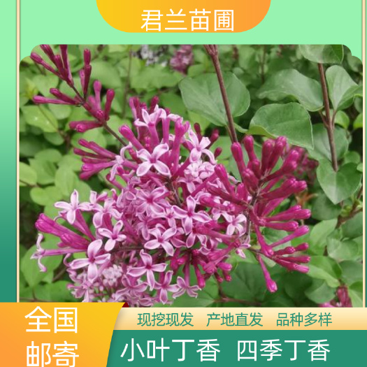 开原市小叶丁香苗 四季丁香小苗 播种苗一年苗 丁香苗
