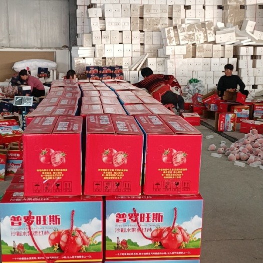 普罗旺斯番茄 普罗旺斯沙瓤多汁产地直发量大优惠