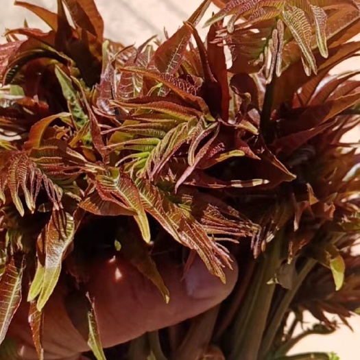 昆明 云南红油香椿