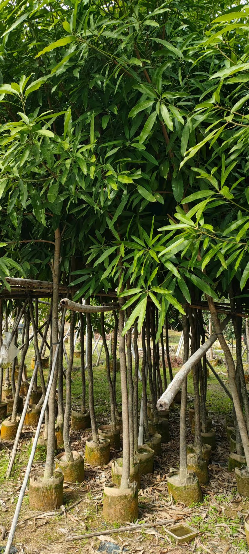 普宁市 扁桃树 长期供应米径4-6公分 高度3米左右