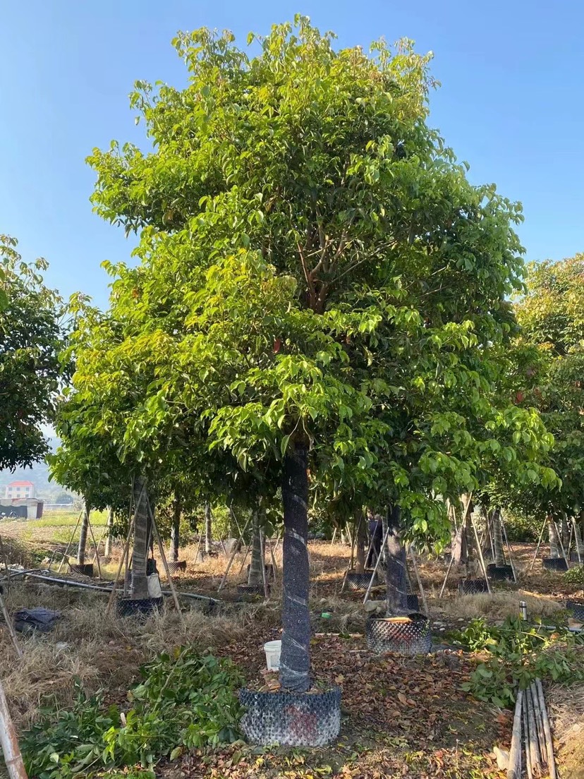  秋枫精品树漳州秋枫种植基地大量现货苗农直销低价批发