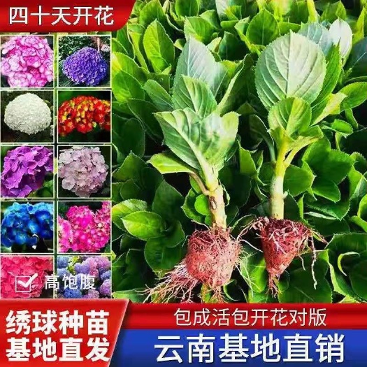 昆明【绣球小苗】绣球花苗 二十个品种安娜大花绣球庭院阳台盆栽