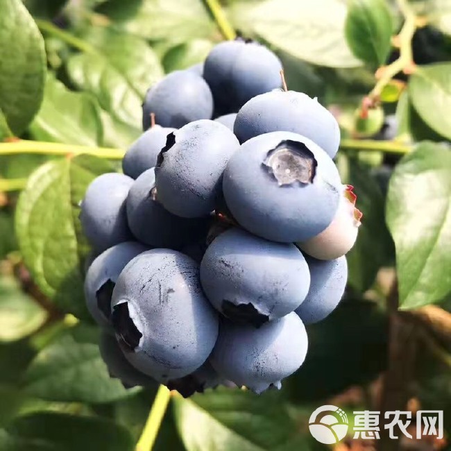 云南澄江蓝莓，脆甜可口，一件代发，全国包邮。