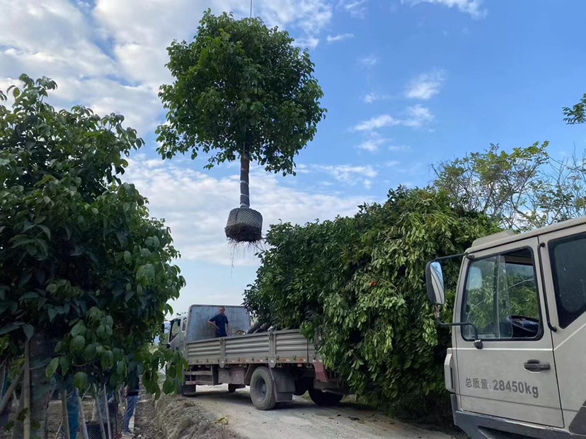  秋枫精品树漳州秋枫种植基地大量现货苗农直销低价批发