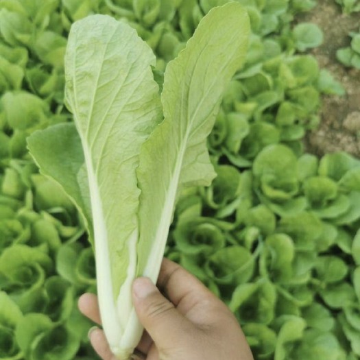 平顶山奶白菜 精品小白菜！质优价廉