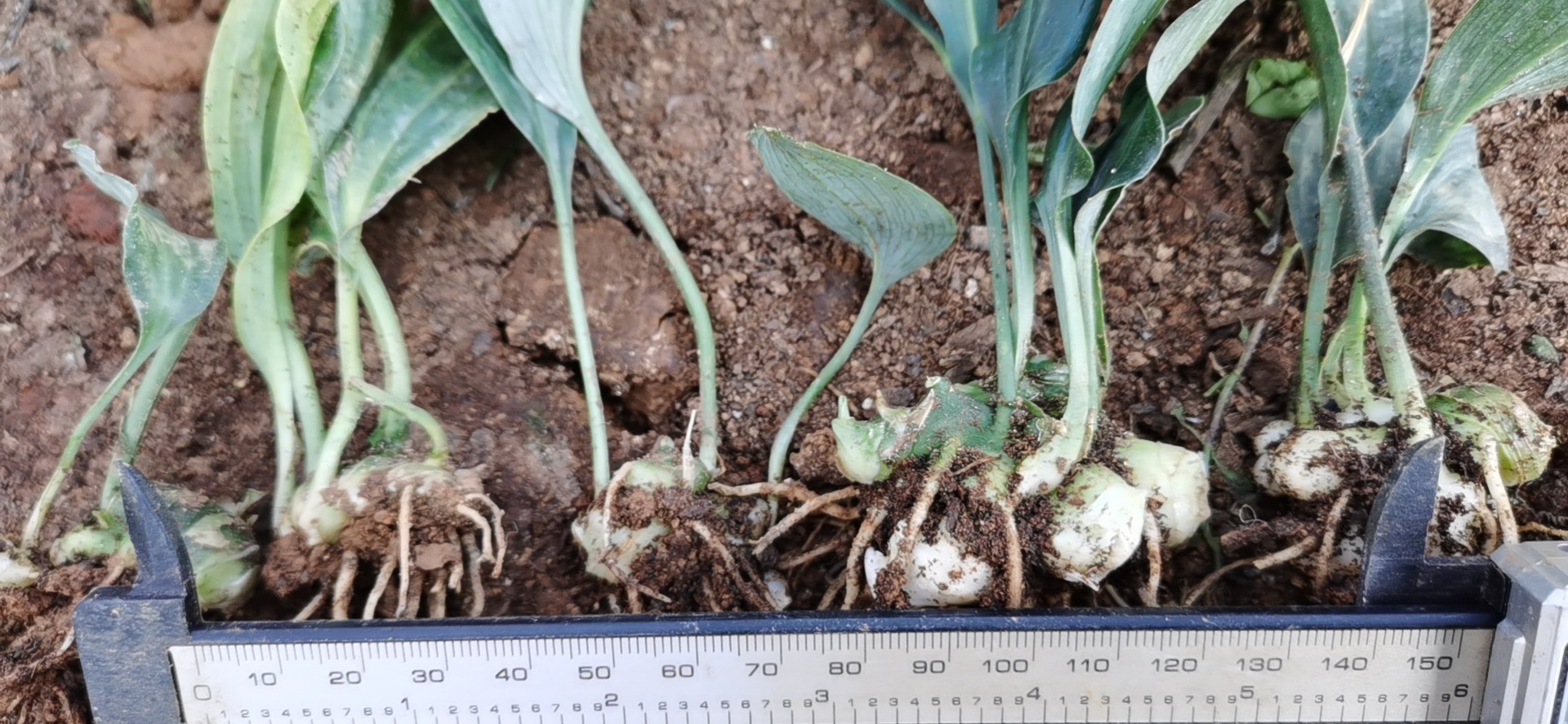 黄精种苗 不倒苗黄精籽育苗