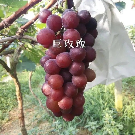 营口巨玫瑰葡萄苗基地育苗纯度好脱毒处理嫁接巨玫瑰